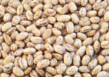 Proyectan Sader y Cimmyt silos para pequeños productores de granos