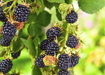 Querétaro impulsa producción de zarzamora