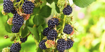 Querétaro impulsa producción de zarzamora