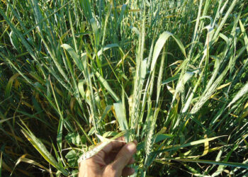 Rizobacterias estimulan el rendimiento de los cultivos