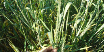 Rizobacterias estimulan el rendimiento de los cultivos