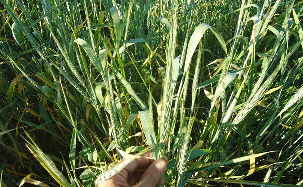 Rizobacterias estimulan el rendimiento de los cultivos