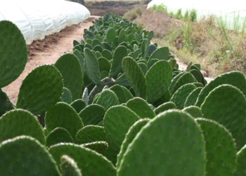 Sader y CDMX impulsarán proyectos productivos agrícolas y de preservación