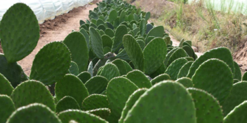 Sader y CDMX impulsarán proyectos productivos agrícolas y de preservación