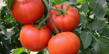 Sinaloa espera resolución favorable en dumping del tomate