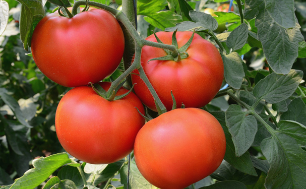 Sinaloa espera resolución favorable en dumping del tomate