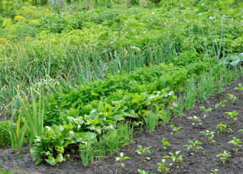 Vietnam inaugura la mayor planta de biofertilizantes en el país