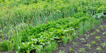 Vietnam inaugura la mayor planta de biofertilizantes en el país