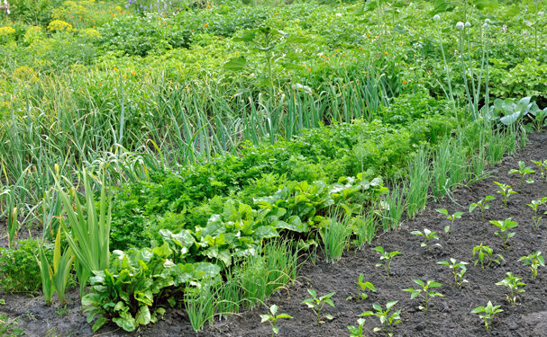 Vietnam inaugura la mayor planta de biofertilizantes en el país