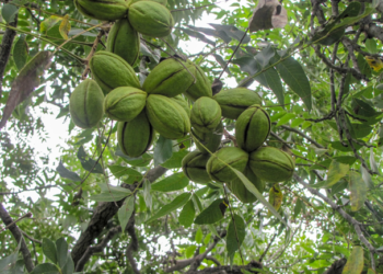 El Inifap desarrolla nueva variedad de nogal pecanero