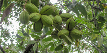 El Inifap desarrolla nueva variedad de nogal pecanero