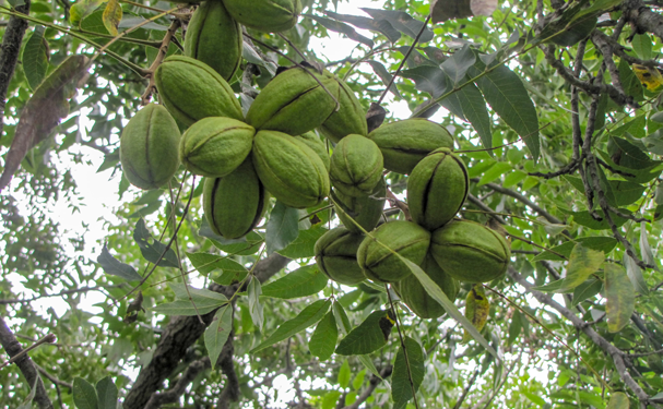 El Inifap desarrolla nueva variedad de nogal pecanero