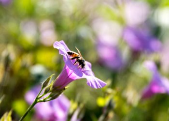 Sader y UNAM promueven cuidado de polinizadores