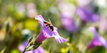 Sader y UNAM promueven cuidado de polinizadores