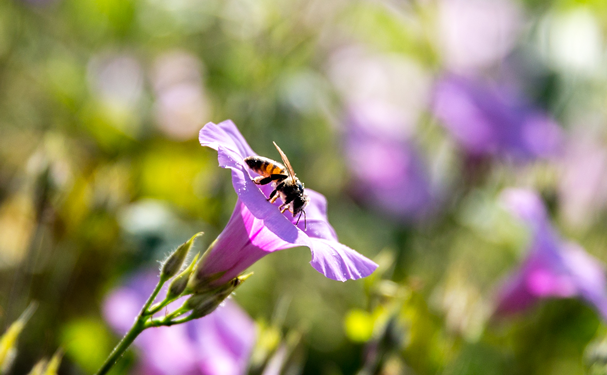 Sader y UNAM promueven cuidado de polinizadores