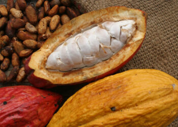 Alimentos en riesgo de desaparecer por el cambio climático