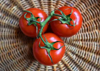 Temperatura cálida impulsará la producción de tomate en Baja California