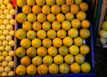 Sader lanza campaña contra plagas reglamentadas de los cítricos