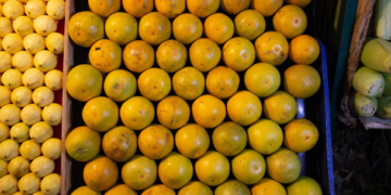 Sader lanza campaña contra plagas reglamentadas de los cítricos