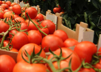 EU cobrará impuesto compensatorio al tomate mexicano