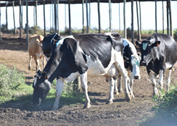 Productores de leche piden precisión en esquemas de apoyo