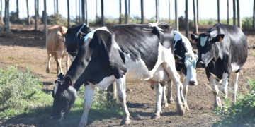 Productores de leche piden precisión en esquemas de apoyo