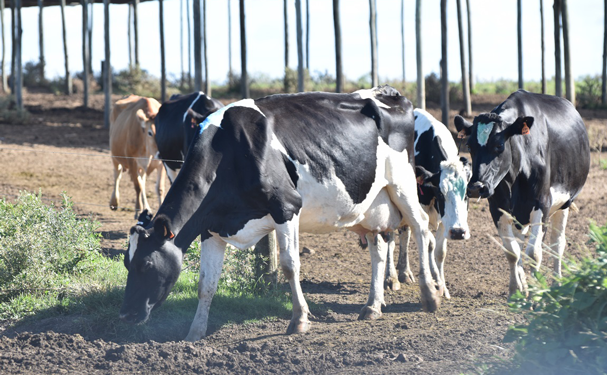 Productores de leche piden precisión en esquemas de apoyo