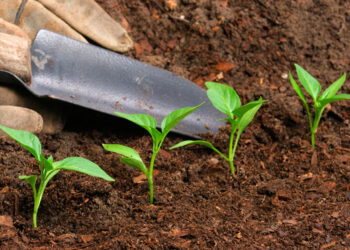 En Washington, ya es legal el uso de restos humanos como abono de jardín