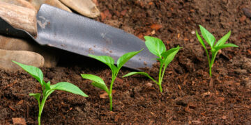 En Washington, ya es legal el uso de restos humanos como abono de jardín