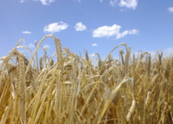 En marcha, programa de financiamiento para productores de cebada