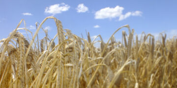 En marcha, programa de financiamiento para productores de cebada