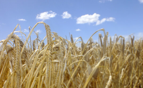 En marcha, programa de financiamiento para productores de cebada
