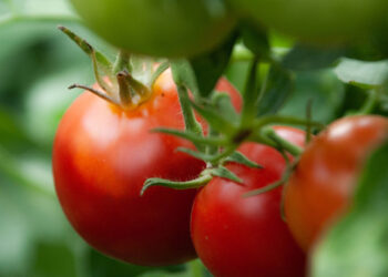 En Sinaloa, 85 mil empleos en riesgo por arancel a tomate mexicano