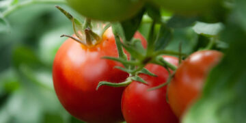 En Sinaloa, 85 mil empleos en riesgo por arancel a tomate mexicano