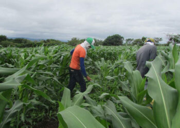 Formalizan grupo intersecretarial para regulación de plaguicidas