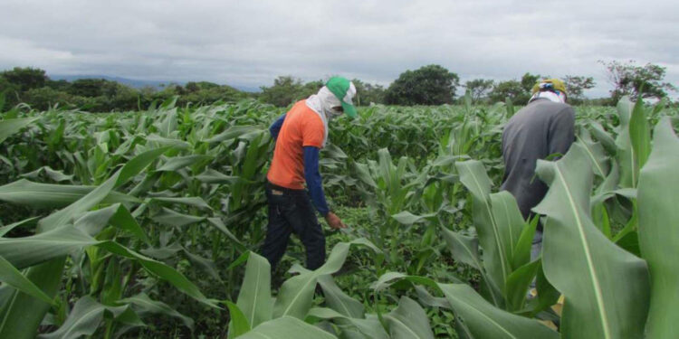 Formalizan grupo intersecretarial para regulación de plaguicidas