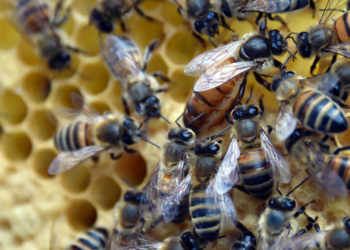 Legisladora propone prohibir uso de pesticidas en la CDMX