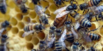 Legisladora propone prohibir uso de pesticidas en la CDMX