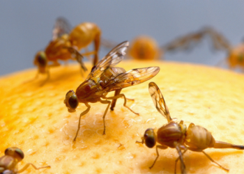 Productores piden acelerar medidas para evitar mosca del mediterráneo