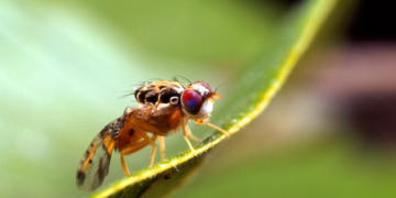 Mosca del Mediterráneo puede afectar más de 200 frutas y hortalizas