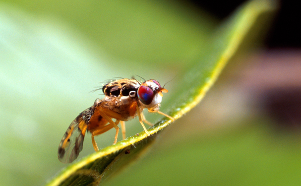 Mosca del Mediterráneo puede afectar más de 200 frutas y hortalizas