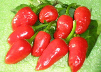 Productoras mixtecas, a la conquista de mercados gourmet con chile tabiche