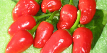 Productoras mixtecas, a la conquista de mercados gourmet con chile tabiche