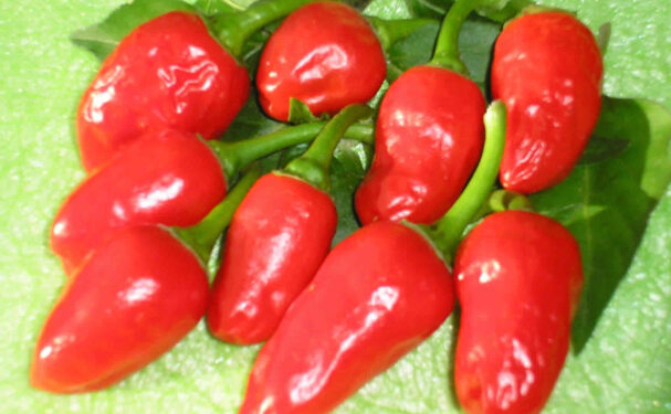 Productoras mixtecas, a la conquista de mercados gourmet con chile tabiche