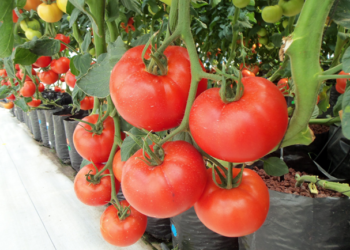 Productores presentan demanda contra arancel a jitomate en EU