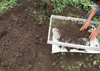 Siembra exitosa de huertos orgánicos en Nuevo Laredo