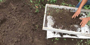 Siembra exitosa de huertos orgánicos en Nuevo Laredo