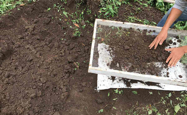 Siembra exitosa de huertos orgánicos en Nuevo Laredo
