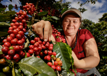 Cafetaleros reciben apoyo de la Sader