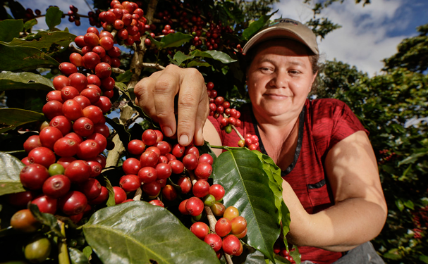 Cafetaleros reciben apoyo de la Sader